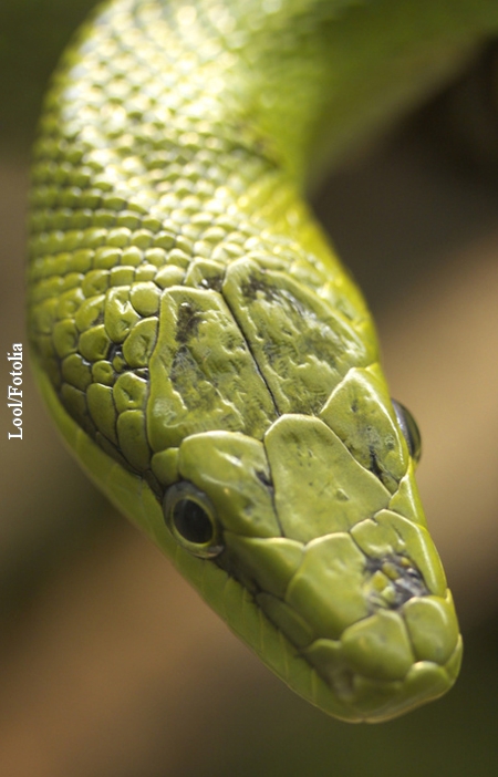 Tierische Wirkstoffe