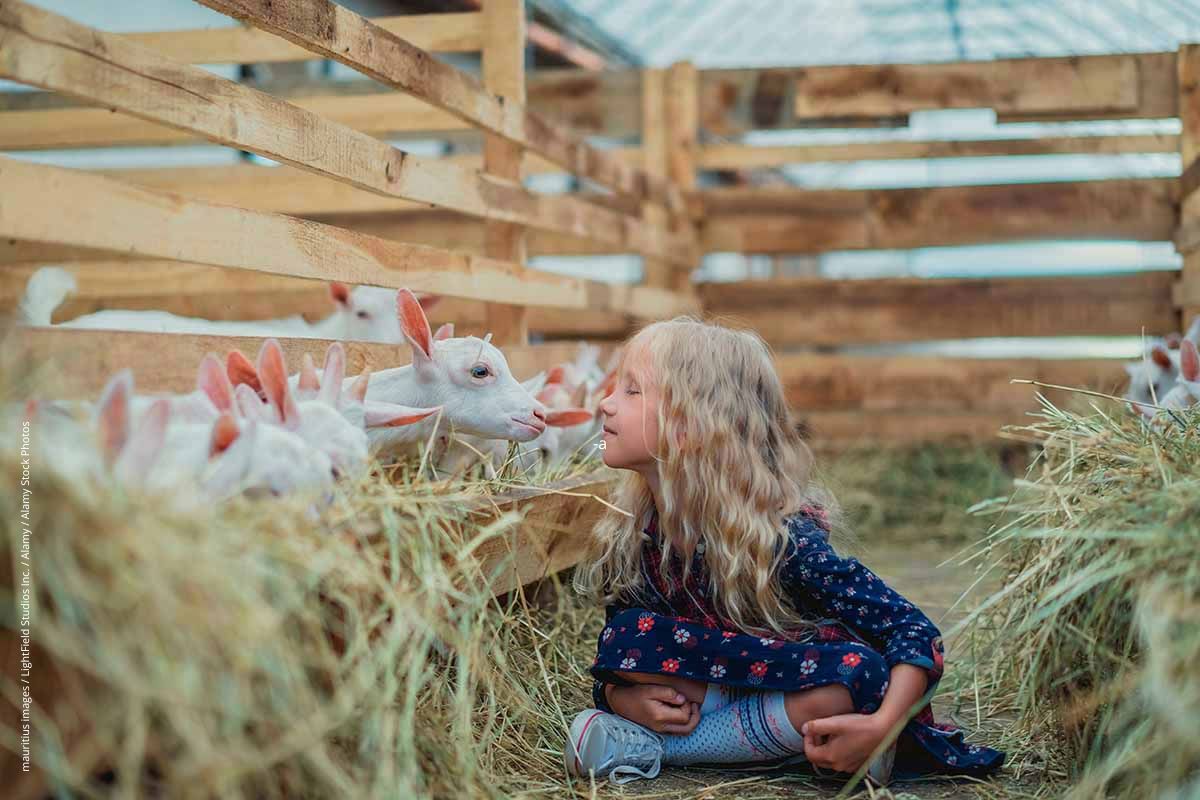 Kleines Mädchen sitzt im Stall im Stroh sitzt und wird von einer Ziege abgeleckt - das ideale Umfeld, um Allergien vorzubeugen.