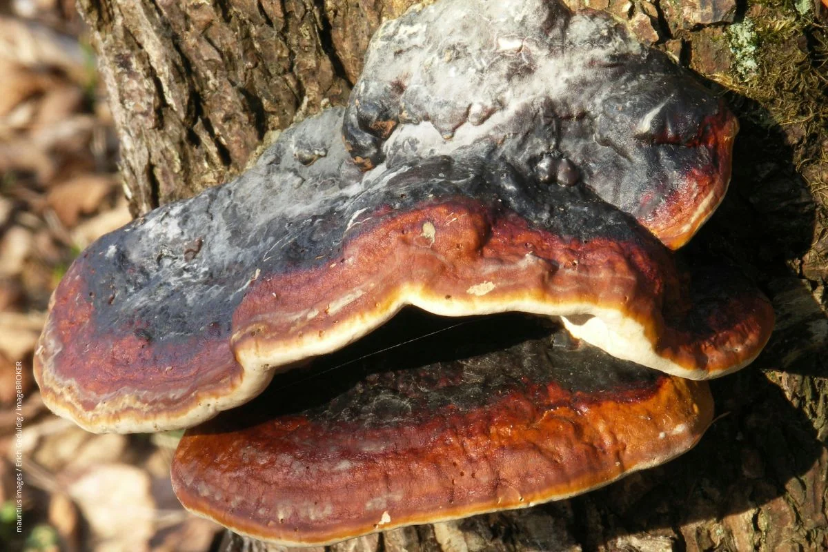 Was kann der Reishi-Pilz?