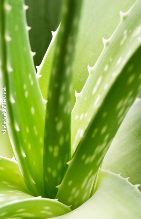 Das Geheimnis schöner Haut: