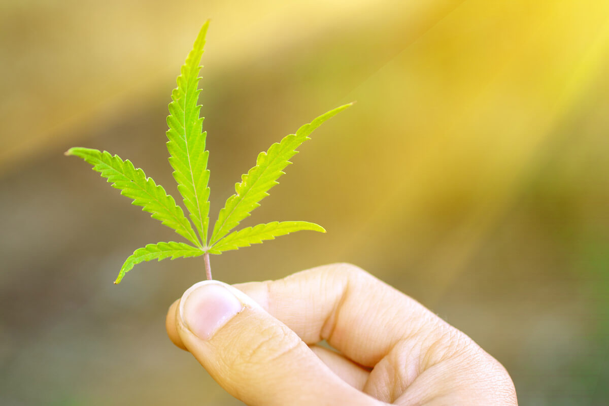 Cannabis in der Medizin