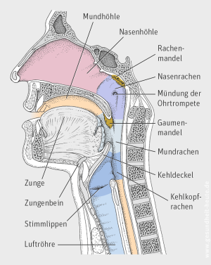 Aufbau und Funktion von Mund und Rachen