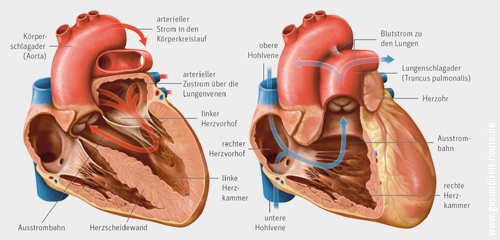 So Funktionieren Herz Und Kreislauf