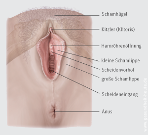 Kitzler scheide Auswirkungen der